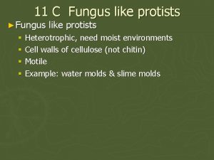 11 C Fungus like protists Fungus like protists