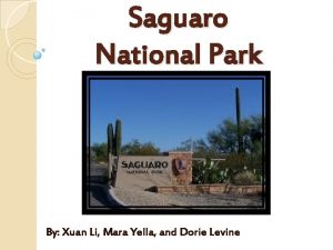 Saguaro National Park By Xuan Li Mara Yella