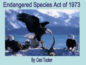 The Endangered Species Act of 1973 was created