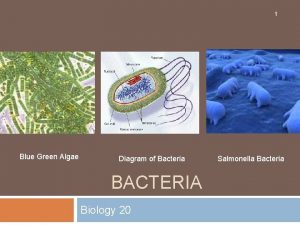 1 Blue Green Algae Diagram of Bacteria BACTERIA