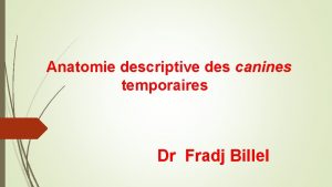 Anatomie descriptive des canines temporaires Dr Fradj Billel