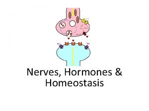Nerves Hormones Homeostasis Assessment Statements Obj 6 5