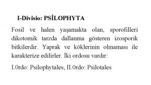 IDivisio PSLOPHYTA Fosil ve halen yaamakta olan sporofilleri