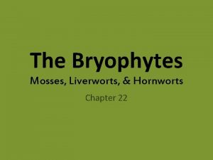 The Bryophytes Mosses Liverworts Hornworts Chapter 22 Evolution