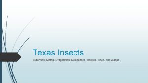 Texas Insects Butterflies Moths Dragonflies Damselflies Beetles Bees