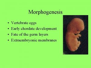 Morphogenesis Vertebrate eggs Early chordate development Fate of