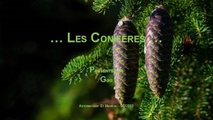 LES CONIFRES PRSENT PAR GGO AUTOMATIQUE ET MUSICAL