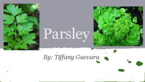 Parsley By Tiffany Guevara History of Herb Originated