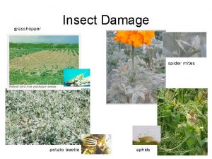 grasshopper Insect Damage spider mites potato beetle aphids