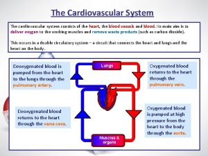 The Cardiovascular System The cardiovascular system consists of