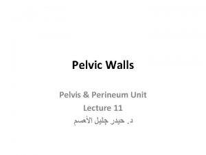Pelvic Walls Pelvis Perineum Unit Lecture 11 The