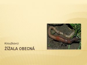 Kroukovci ALA OBECN OSNOVA zaazen charakteristika pokoka trvic