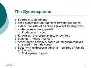 The Gymnosperms 182022 Sporophyte dominant seed plants that