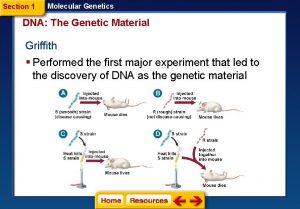 Section 1 Molecular Genetics DNA The Genetic Material