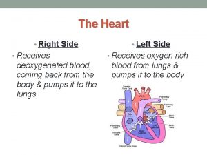 The Heart Right Side Receives deoxygenated blood coming