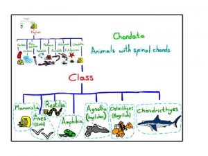 Chordate Characteristics Urochordates Tunicates Sea Squirts Cephalochordates Lancelets