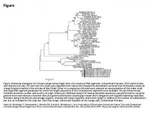 Figure Molecular phylogeny of CrimeanCongo hemorrhagic fever virus