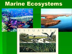 Marine Ecosystems Ocean coasts support plant and animal