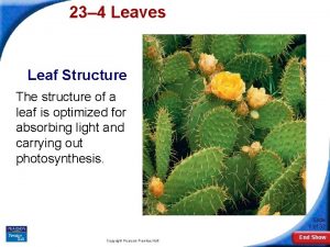 23 4 Leaves Leaf Structure The structure of