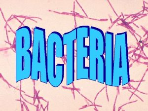 Bacteria Bacteria Monerans Kingdoms Archaebacteria and Eubacteria There