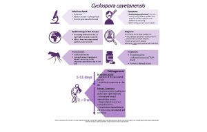 Cyclospora cayetanensis Infectious Agent Symptoms Protozoan Disease caused