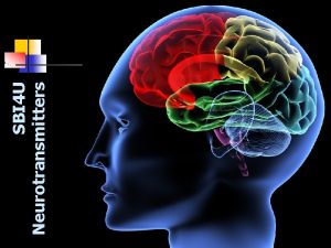 SBI 4 U Neurotransmitters Neurotransmitter Properties 1 Synthesized