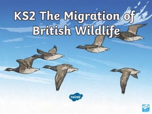 What Is Migration Many mammals birds fish insects