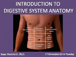 INTRODUCTION TO DIGESTIVE SYSTEM ANATOMY Kaan Ycel M