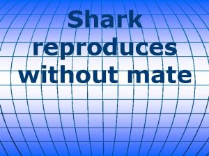 Shark reproduces without mate A female zebra shark