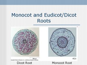 Monocot and EudicotDicot Roots Dicot Root Monocot Root