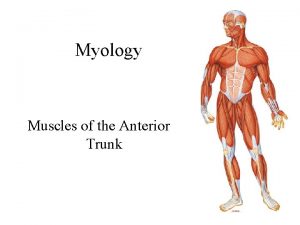 Myology Muscles of the Anterior Trunk 1 Gross