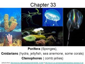 Chapter 33 Porifera Sponges Cnidarians hydra jellyfish sea