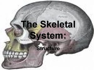 The Skeletal System Structure The Skeletal System Parts