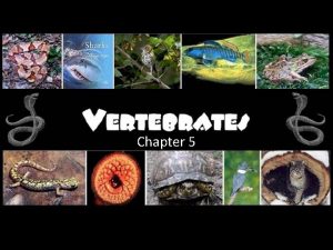 Chapter 5 Vertebrates Vertebrates are animals with an