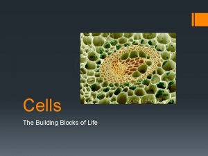 Cells The Building Blocks of Life Cells Cells