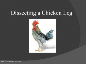 Dissecting a Chicken Leg Birgit Self 41309 TWU