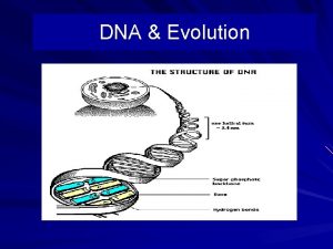 DNA Evolution What is DNA DNA is our