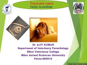 Toxocara canis Family Ascarididae Dr AJIT KUMAR Department