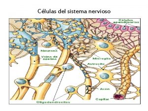 Clulas del sistema nervioso ASTROCITOS MICROGLIA OLIGODENDROCITOS CLULAS