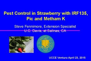 Pest Control in Strawberry with IRF 135 Pic