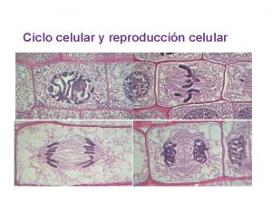 Ciclo celular y reproduccin celular La vida de