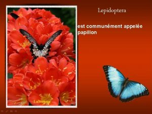 Lepidoptera est communment appele papillon Lucienne est communment