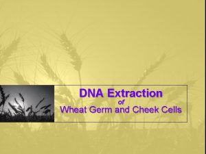 DNA Extraction of Wheat Germ and Cheek Cells