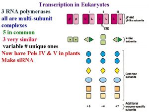 Transcription in Eukaryotes 3 RNA polymerases all are