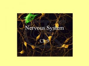 Nervous System Ch 9 Pre And Suf Quiz