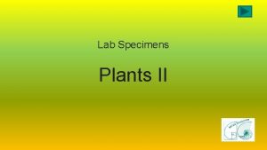Lab Specimens Plants II Vascular Plant Structures Fern