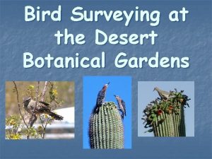 Bird Surveying at the Desert Botanical Gardens Ecology