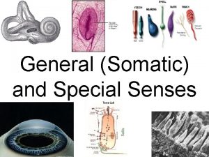 General Somatic and Special Senses I Receptors and
