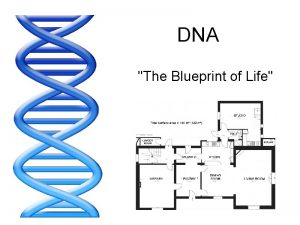 DNA The Blueprint of Life Rosalind Franklin 1952