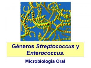 Gneros Streptococcus y Enterococcus Microbiologa Oral Gneros Streptococcus